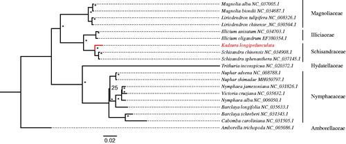 Figure 1. RAxML phylogeny of Kadsura based on 18 complete cp genomes (Bootstrap values were showed above each node, and a “*” indicates 100% statistical support value).