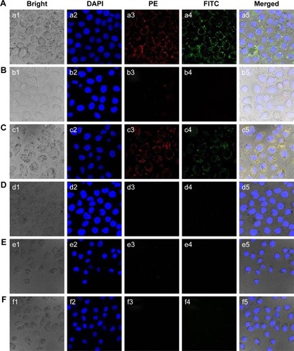 Figure 4 Confocal microscopic images of (A) HUVEC, (B) 4T1, (C) MCF-7, and (D) MDA-MB-231cells incubated with DNCs, (E) free VEGFR2-treated HUVEC cells incubated with DNCs and (F) free p53-treated HUVEC cells incubated with DNCs.Notes: DNCs, dual-targeted gold nanoshelled poly(lactic-co-glycolic acid) nanocapsules carrying anti-vascular endothelial growth factor receptor type 2 antibody and anti-p53 antibody. a1-fi: the images of bright field; a2–f2: the images of DAPI channel; a3–f3: the images of PE channel; a4–f4: the images of FITC channel; a5–f5: the images of merged channel.Abbreviations: DAPI, 4,6-diamino-2-phenyl indole; FITC, fluorescein isothiocyanate; HUVEC, human umbilical vein endothelial cells; PE, phycoerythrin; VEGFR2, vascular endothelial growth factor receptor type 2.