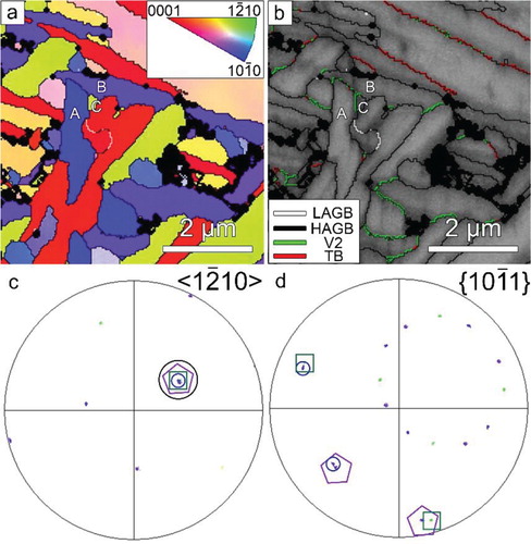 Figure 3. Microstructure in the water-quenched sample. (a) An EBSD IPF map showing three differently oriented variants clustered in a triangle shape. The three grains are marked as A, B, and C, respectively. (b) The corresponding GB map. White, black, green, and red lines mark LAGBs, HAGBs, V2 boundaries, and TBs, respectively. (c) and (d) The 12¯10 and {101¯1} pole figures, respectively, of grains A, B, and C revealing the three grains are separated by three 60°/[12¯10] V2 inter-variant boundaries.