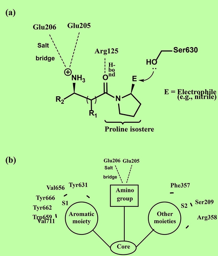Figure 5 Chemistry of Gliptins. (a) Binding of covalent inhibitors to DPP4, (b) Common binding of non-peptidomimetic inhibitors to DPP4.