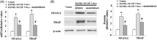 Figure 4. The cysLTR-1 specific inhibitor montelukast inhibited osteoclastogenesis of BMMs. (A) Montelukast prevented the RANKL- and M-CSF-induced increase in the expression of NFATc1 and TRAP at the mRNA level in BMMs; (B) Montelukast prevented the RANKL- and M-CSF-induced increase in the expression of NFATc1 and TRAP at the protein level in BMMs (*, #, p < .01 vs. previous column group).