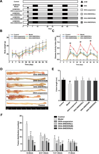 Figure 3 GKA-SNEDSS significantly prevented initiation and progression of CAC. (A) AOM/DSS model establishment and administration. (B) Mice body weight changes. (C) Disease activity index. (D) Representative macroscopic features of colon length and tumor growth. (E) Colon lengths. (F) Tumor multiplicity changes in the colon. The results were expressed as mean ± SD. ##p < 0.01 compared with the control group, *p < 0.05 and **p < 0.01 compared with the model group.