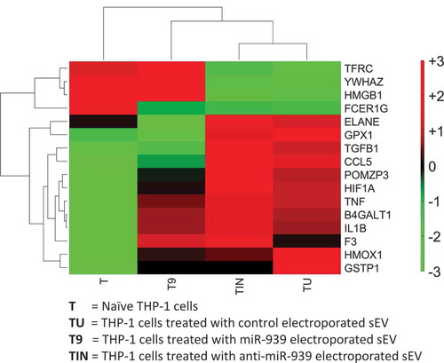Figure 8. Clustering of inflammatory gene expression levels in THP-1 recipient cells incubated with different types of sEVs. A clustergram of the expression levels for differentially regulated inflammatory genes. Each column represents a particular type of sEV incubated with recipient THP-1 cells. T: no sEVs, TU: untreated sEVs, T9: miR-939 treated sEVs, TIN: anti-miR-939 treated sEVs. The heat map represents normalized gene expression values, with the colour indicating multiples of the standard deviation above or below the average value for that row in the heat map. Red, high; black, average; green, low.