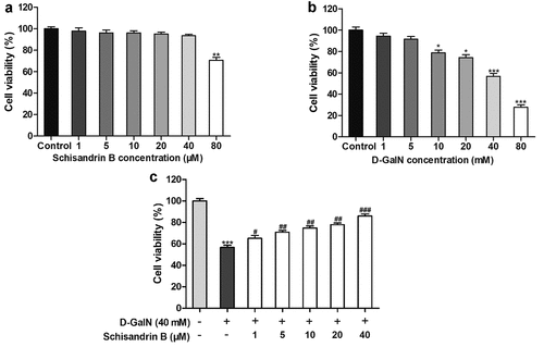 Figure 2. Protective effects of schisandrin B on D-galactosamine (D-GalN)-induced cytotoxicity in L02 cells. (a) Cells were treated with D-GalN (0, 1, 5, 10, 20, 40, 80 mM) (b) or schisandrin B (0, 5, 10, 20, 40, 80 μM) for 12 h. (c) Cells were pre-treated with schisandrin B (0, 1, 5, 10, 20, 40 μM) for 12 h followed by D-GalN (40 mM) treatment for 12 h. Cell viability was detected by using the MTT reagent. Data are expressed as mean±SEM. Compared with control, *P < 0.05, **P < 0.01, ***P < 0.001; compared with D-GalN, #P < 0.05, ##P < 0.01, ###P < 0.001