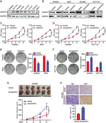 Figure 2 Exogenous ADHFE1 knockdown promotes the proliferation of CRC cells, and the upregulation of ADHFE1 inhibits the proliferation of CRC cells. (A) Expression analyses of ADHFE1 protein in different CRC cells using western. GAPDH was used as a loading control. (B) Western blot analysis of the overexpression and knockdown of ADHFE1 in CRC cell lines. GAPDH was used as a loading control. (C and D) CCK8 analyses of the CRC cell proliferation with ADHFE1 overexpression or knockdown. (E and F) Colony formation analyses of the CRC cell proliferation with ADHFE1 overexpression or knockdown. (G) The xenograft models were generated after injecting SW480/ShNC and SW480/ShADHFE1 cells in nude mice (n = 6/group). The tumor volumes were measured on the indicated days. The data points represent the mean tumor volumes ± SD. (H) The sections of tumor were subjected to H&E staining or IHC staining using an antibody against Ki-67. Error bars represent the means ± SD from three independent experiments. **p<0.01, ***p<0.001, ****p<0.0001.