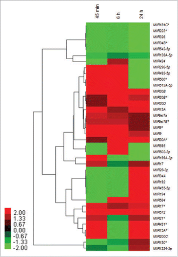 Figure 1. Heat map and hierarchical clustering of infection-specific miRNAs. Heat map and hierarchical clustering of 38 infection-specific differentially expressed key miRNAs in THP-1 cells in response to Leishmania infection at 45 min, 6 h and 24 h as compared to uninfected control. The heat-map shows several members of key families of miRNAs (let-7, MIR30, MIR17, MIR15 and MIR9) differentially modulated across different time points. The miRNA expression values are presented using a red (upregulated), black (median value) and green (downregulated) color scheme.