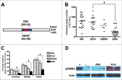 Figure 1. EBX peptide inhibits polyp formation. (A) Schematic showing relation of EBX peptide (ERBB3 residues 299–325) and EB3IV recombinant protein (ERBB3 residues 269–396) to ERBB3 extracellular domain (ECD). (B) Polyp burden in 100 day old ApcMin mice after no treatment (NIC) or treatment with carrier protein (KLH), recombinant protein (EB3IV) or peptide (EBX). Mice were treated at 3, 5, and 9 weeks following birth. The dashed line represents the mean for each group. (C) Mean polyp burden for different portions of the intestinal tract from ApcMin mice treated with KLH, EB3IV, EBX, or control. (D) Erbb3 activation assay in SW620 cells with (+) or without (−) 12.5 nM neuregulin in the presence of sera from two separate EBX-or KLH-immunized mice. All error bars show means ± SEM Statistics: ‡p < 0.001; **p < 0.01.