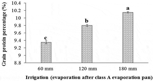 Figure 11. Effect of irrigation on the grain protein percentage of sorghum. Values represent means ± SE. Different letters indicate significant differences using LSD test (P <.05)