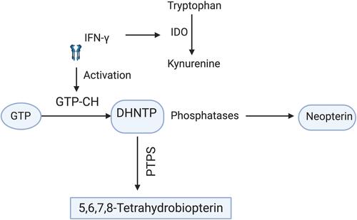 Figure 1 Biosynthesis of neopterin: IFN-γ activates GTP cyclo-hydrolase that further cleaves GTP to 7, 8-dihydro-neopterin triphosphate and phosphatases in turn change this intermediate to neopterin. Since humans lack PTPS, an enzyme which converts DHNTP into 5.6.7.8-tetra hydrobiopetrin, the DHNTP is only biosynthesized to neopterin. On the other hand IFN-γ initiates tryptophan degradation to kynurenine by activating IDO enzyme. Thus, there is a direct correlation between increased neopterin and tryptophan degradation. The figure is created with https://app.biorender.com.