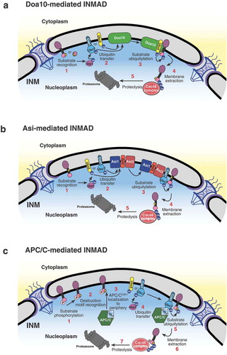 Figure 3. Models for INMAD-mediated protein degradation. (A) Substrates with a nucleoplasmic degradation signal are recognized, and the E1 enzyme Uba1 initiates the ubiquitin cascade. Uba1 transfers ubiquitin to either Ubc6 or Cue1-bound Ubc7, which associates with and relays the ubiquitin to the E3 ligase Doa10. Doa10 in complex with either Ubc6 or Ubc7/Cue1 then catalyzes the transfer of ubiquitin to the substrate, targeting it for membrane extraction by Cdc48 and subsequent proteasomal degradation. (B) Substrate recognition for Asi-mediated INMAD is currently unclear. However after the protein is recognized for degradation, Uba1 initiates the ubiquitin cascade and association with Ubc6 or Ubc7 as described in A, but utilizing the Asi1-3 complex. (C) Substrates with a KEN and/or D-box destruction motif exposed to the nucleoplasm are likely phosphorylated and recognized by the Cdh1-activated APC/C, causing the APC/C to localize to the nuclear periphery. The E1 enzyme Uba1 then initiates the ubiquitin cascade, transferring ubiquitin preferentially to Ubc7/Cue1. Ubc7/Cue1 in conjunction with APC/CCdh1 then catalyze the transfer of ubiquitin to the substrate, targeting it for membrane extraction by Cdc48 and subsequent proteasomal degradation.