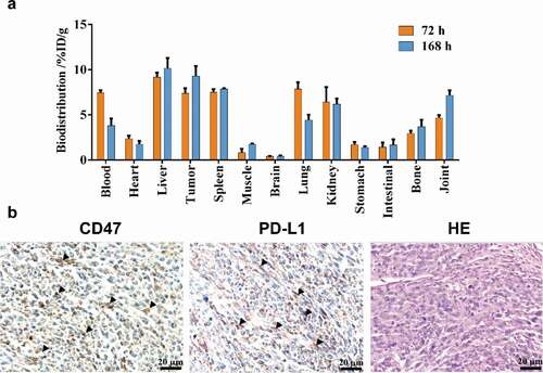 Figure 3. Biodistribution results. Tissue uptake (%ID/g) with the administration of 0.5 mg/kg 89Zr-labeled IBI322 at 72 h and 168 h in transgenic mice (B-hCD47; genotype: h/h) bearing an MC38 tumor (hCD47 and hPDL1) (a). CD47 and PD-L1 IHC staining and H&E staining of the tumors (Scale bar: 200 µm) (b). Black arrow indicates positive expression