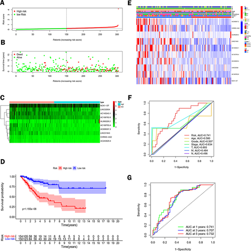 Figure 4 Construction and assessment of risk models for lactate metabolism-associated lncRNAs. (A) A risk score of the prognostic model for the whole cohort of TCGA CC. (B) Scatter plot of survival of CC patients. (C) Heat map showing the expression levels of lactate metabolism-associated lncRNAs in the high-risk and low-risk groups. (D) Kaplan-Meier survival analysis between the high-risk and low-risk groups. (E) Heat map between the risk score and clinicopathological features of the risk model based on the ten lncRNAs related to lactate metabolism. (F) Comparison between risk model and clinicopathological characteristics by 1-year area under the ROC curve (AUC) values. (G) AUC values for overall survival prediction at 1, 3, and 5 years for the entire dataset.(*p < 0.05, ***p < 0.001).