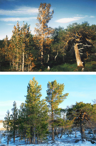 Fig. 8. Upper: one of the permanent plots with a dense sapling population, severely impacted by winter desiccation during the winter of 1994–1995 (Photo: Leif Kullman, 15 July 1995); Lower: young pines that had grown substantially in height and that had recovered almost completely by 2013 (Photo: Leif Kullman, 28 January 2013)