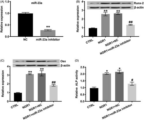 Figure 5. NGR1 accelerated the differentiation of MC3T3-E1 cells by increasing the expression of miR-23a. (A) The expression of miR-23a was down-regulated by miR-23a inhibitor. (B) miR-23a inhibitor reduced the protein expression of Runx-2 induced by NGR1. (C) miR-23a inhibitor decreased the protein expression of Osx induced by NGR1. (D) miR-23a inhibitor inactivated the activity of ALP stimulated by NGR1. MC3T3-E1 cells were treated with NGR1 (50 μmol/L) for 48 h in the NGR1 group; MC3T3-E1 cells were not treated with NGR1 in the CTRL group; MC3T3-E1 cells were treated with NGR1 and transfected with miR-23a inhibitor in the NGR1 + miR-23a inhibitor group; MC3T3-E1 cells were treated with NGR1 and the corresponding negative control of miR-23a in the NGR1 + NC group. miR-23a: microRNA-23a; NGR1: Notoginsenoside R1; CTRL: control; NC: negative control; Osx: Osterix; ALP: alkaline phosphatase. *p < .05 or **p < .01 compared to CTRL; #p < .05 or ##p < .01 compared to NGR1 + NC.