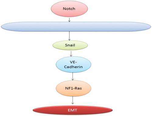 Figure 5. Notch pathway leading to EMT.