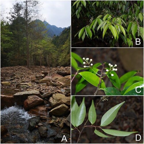 Figure 1. Pictures of P. phaeosticta taken on April 14th 2020, at Mt. Jiulong, Suichang County, Zhejiang Province, China. (A) Natural habitat; (B) flowering branches; (C) inflorescences and leaves; (D) abaxial side of leaves.
