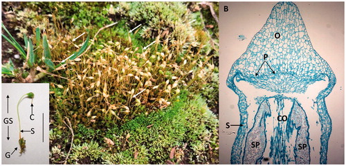 Figure 5. Mosses. (A) A mass of leafy green gametophytes and brown sporophytes of Funaria hygrometrica. Note the long tapering calyptra (arrows) covering the sporophyte apex and the expanding capsules. Insert is a single gametophyte (G) with an attached green sporophyte (GS). S: seta; C: calyptra covering the capsule; Line: about 8 mm. (B) Longitudinal section through the sporophyte capsule of a Polytrichium species. S: seta wall, O: operculum; CO: columella; SP: haloid spores; and P: peristome. The section does not show the calyptra. Image was obtained from a slide and used with permission from Carolina Biological Supply, Whitsett, North Carolina, Copyright Carolina Biological Supply.