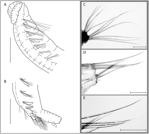 Figure 2. Ophelina brattegardi sp. nov. A,B, holotype (ZMBN 86306); C–E, paratype (ZMBN 86307). A, anterior part of body, ventro-lateral view; B, posterior part of body with anal tube, ventro-lateral view; C, capillary setae from mid-body setiger; D, capillary setae from setiger 28; E, same, close-up. Scale bars: A,B, 0.5 mm; C–E, 100 μm.