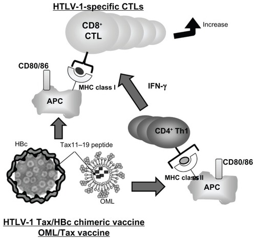 Figure 4 Strategies targeted at inducing CTLs for the prophylaxis of infectious disease and therapeutic approaches for cancer. Notes: HTLV-1 Tax/HBc chimeric particles and OML/Tax can be phagocytosed by APCs and antigenic fragments presented by either MHC class I or II molecules to activate either CD8+ T cells or CD4+ Th1 cells, respectively. Thus, this strategy could induce strong cellular immune responses without adjuvant as assessed by the increase of CD86 and MHC class I/II expression.Abbreviations: APC, antigen-presenting cell; CTLs, cytotoxic T lymphocytes; HBC, hepatitis B core; HTLV, human T-cell leukemia virus-1; MHC, major histocompatibility complex; OMLs, oligomannose-coated liposomes; Th, T cell helper.