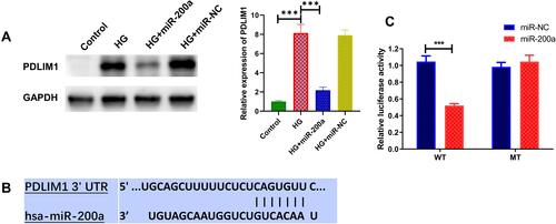 Figure 7 PDLIM1 was a target gene of miR-200a. (A) Protein expression of PDLIM1 was evaluated by Western blot; (B) miR-200a binds with the wild-type PDLIM1 3-UTR, cloned into the dual-luciferase vector; (C) the relative luciferase activity was determined in 293T cells transfected with miR-200a/miR-NC and recombinant dual-luciferase vector. ***P<0.001. n = 3.