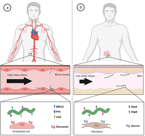 Figure 4. Molecular factors directly involved in active migration and dissemination of Borrelia in humans. (a) B. burgdorferi has to overcome high shear forces generated by blood flow in order to adhere to vascular surfaces for extravasation. The interactions of borrelial protein BBK32 with vascular fibronectin allow active migration in high shear stress environment and borrelial proteins P66 and VlsE aid in vascular transmigration. (b) in low shear stress niches such as extracellular matrix of target skin tissue, borrelial surface-exposed proteins DbpA and DbpB facilitate the translational motion by interactions with matrix molecules such as decorin.