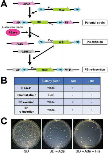 Figure 2. Transposition of PB element in S. cerevisiae.(A) A schematic view of the PB transposon system. The ADE2 gene is intact in BY4741 background strains. A PB element containing the HIS3 gene under the TEF promoter (PTEF) is inserted into a TTAA sequence in ADE2 in the parental strain. By inducing PBase, whose expression is regulated by the GAL promoter, the PB element is excised from the ADE2 gene. Then, the PB is randomly re-inserted into another gene.(B) Colony color on SD plates and growth on SD −Ade and SD −His of BY4741, the parental strain, the strain after PB excision and the strain after PB re-insertion.(C) After PBase was expressed in galactose medium, about 500 cells were spread on plates. White and red colonies could be observed on SD plates. White colonies but not red ones grew on SD −Ade plates. Some of the white yeast colonies grew on SD −Ade −His plates.