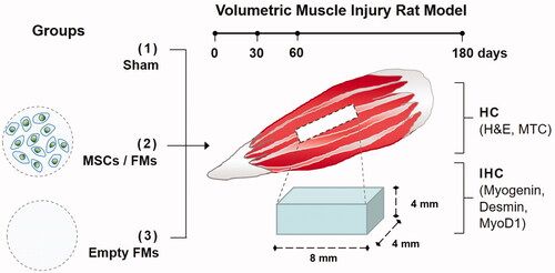 Figure 2. Schematic presentation indicating the in vivo experimental procedures.