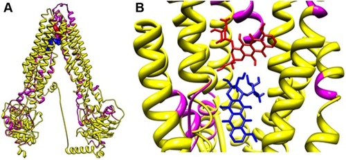 Figure 4 Molecular docking analyses of ABCA2/A3 models shown in zoomed out (A) and zoomed in (B) images.