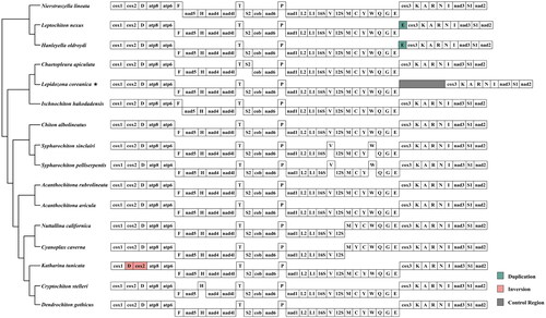 Figure 3. Mitochondrial gene orders of Polyplacophora main lineages: genes encoded in the major and minor strands are shown in the top and bottom lines, respectively. The rearrangement of genes is colored.