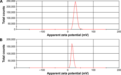 Figure S1 Zeta potential distribution.Notes: (A) The zeta potential of the GNRs@mSiO2-NH2 nanoparticles was 35.1±7.01 mV; (B) the zeta potential of the pGNRs@mSiO2-RGD nanoprobes was 17.5±4.37 mV. GNRs@mSiO2-NH2, mesoporous silica-encapsulated gold nanorods conjugated with NH2 groups; pGNRs@mSiO2-RGD, RGD-conjugated mesoporous silica-encapsulated gold nanorods; RGD, arginine–glycine–aspartic acid (Arg-Gly-Asp, RGD) peptides.