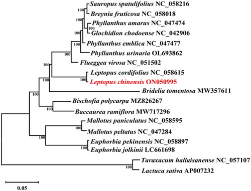 Figure 1. ML phylogenetic tree based on complete chloroplast genome of L. chinensis and 17 other species. Numbers in the nodes are the bootstrap values from 1000 replicates. The following sequences were used: Sauropus spatulifolius NC_058216, Breynia fruticosa NC_058018 (Zhou et al. Citation2020), Phyllanthus amarus NC_047474, Glochidion chodoense NC_042906, Phyllanthus emblica NC_047477, Phyllanthus urinaria OL693862, Flueggea virosa NC_051502, Leptopus cordifolius NC_058615 (Rehman et al. Citation2021), Leptopus chinensis ON050995, Bridelia tomentosa MW357611, Bischofia polycarpa MZ826267, Baccaurea ramiflora MW717296 (Niu and Liu Citation2022), Mallotus paniculatus NC_058595, Mallotus peltatus NC_047284, Euphorbia pekinensis NC_058897, Euphorbia jolkinii LC661698 (Iwata et al. Citation2022), Taraxacum hallaisanense NC_057107 (Lee et al. Citation2021), and Lactuca sativa AP007232.