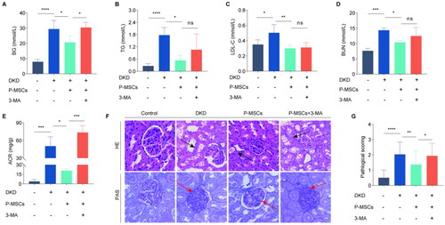 Figure 1. Effects of placenta-derived mesenchymal stem cells (P-MSCs) on blood glucose (BG), lipid, renal function, and renal pathological structure in diabetic rats. A: Effect of P-MSCs on BG in diabetic kidney disease (DKD) rats; B: Effect of P-MSCs on triglyceride (TG) in DKD rats; C: Effect of P-MSCs on low-density lipoprotein cholesterol (LDL-C) in DKD rats; D: Effect of P-MSCs on blood urea nitrogen (BUN) in DKD rats; E: Effect of P-MSCs on urinary albumin-to-creatinine ratio (UACR) in DKD rats; F: Effect of P-MSCs on renal tubule and glomerulus in DKD rats; G: Pathological score of renal tubular injury(there are 6 rats in each group, and 5 pathological pictures are randomly selected for each group, so there are 30 pictures in each group to analyze the pathological score.)(nsP >0.05, *p < 0.05, **p < 0.01, ***p < 0.001, ****p < 0.0001).