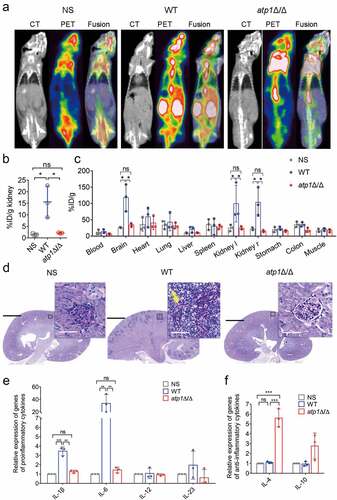 Figure 2. Deletion of the F1Fo-ATP synthase α subunit eliminates the inflammatory response in mice. (A-F) Seventy-two hours after intravenous injection of 100 μl NS, WT or atp1δ/Δ (5 × 105 CFU per mouse), mice (n = 3) in each group were subjected to the following experiments. (a) the microPET/CT imaging of mice (n = 3) was performed using a microPET/CT scanner. (b) the intensity of PET signal in the kidneys of mice (n = 3) was quantitatively analysed. (c) the distribution of [18F]FDG in the ex vivo organs obtained from mice (n = 3) was assessed by using a γ-counter. The left kidney and right kidney were represented by Kidney l and Kidney r, respectively. (d) the sections of kidneys of mice (n = 3) were stained by PAS. The scale bars are 2000 µm and 50 µm in sections and inserted images, respectively. (e) the mRNA expression levels of the proinflammatory cytokines IL-1β, IL-6, IL-12 and IL-23 in the kidneys of mice (n = 3). (f) the mRNA expression levels of the anti-inflammatory cytokines IL-4 and IL-10 in the kidneys of mice (n = 3). (a and d) These images represent the results of one of three separate experiments. (b, c, e and F) the results from three separate trials were analysed by one-way ANOVA and represented by the means ± SD. *P < 0.05, **P < 0.01; ***P < 0.001; ns, not significant.