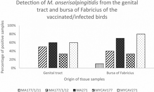 Figure 3. Percentage of M. anserisalpingitidis-positive tissue samples originating from the genital tract and the bursa of Fabricius of geese vaccinated by the ts+ clone MA177/1/11, MA177/1/12 and MA271, and infected by the parent strains MYCAV177 and MYCAV271.
