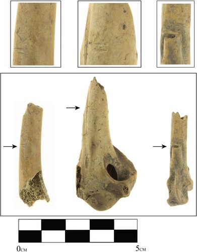 Figure 11. Butchered geese bones from Mission Santa Clara.