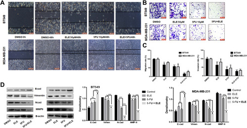 Figure 2 ELE enhanced 5-FU inhibition activity on MDA-MB-231 and BT549 cell line invasion, migration, and related pathways.Notes: (A) Wound-healing assay was performed in both cell lines to test cellular migration after treatment with 5-FU, ELE, or their combination. (B) We tested the capacity of the two types of cell invasion following 48 h of treatment with 5-FU, ELE, or their combination via transwell assay. Crystal violet was used to stain the cancer cells, and an inverted microscope was used to capture the images. (C) We used a software to calculate the rate of cell migration and invasion (*P<0.05, **P<0.01, ***P<0.001). (D) We performed Western blot to determine the expression levels of the main EMT concern proteins N-cadherin, E-cadherin, vimentin, and MMP9 of the two cell lines after treatment with ELE alone, 5-FU alone, or their combination. The data obtained from three independent experiments were presented as mean ± SD, and the significance levels were *P<0.05, **P<0.01, and ***P<0.001.