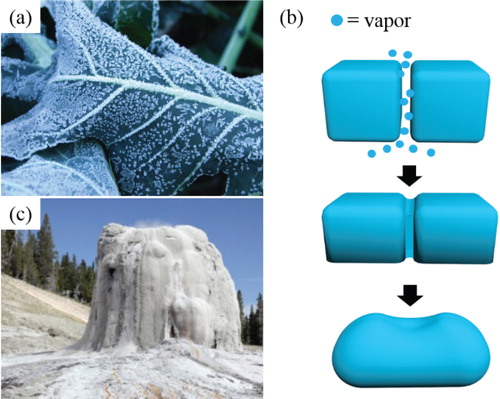 Figure 5. Sublimation and recondensation in nature (a) Frost on a leaf. (b) Sketches of the process of merging ice cubes in humid conditions. (c) Geyserite at Crater Hills Geyser, formed wherever relatively alkaline hot springs percolate out of the ground.
