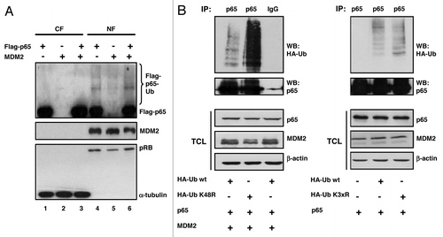 Figure 4. Ubiquitination of p65RelA by MDM2. (A) MDM2 is predominantly nuclear in H1299 cells, and ubiquitination of Flag-p65 is taking place in the cell nucleus. Cultures were transfected with the indicated expression plasmids (Flag-p65, 1 μg; MDM2, 1 μg), and cells were fractionated at 24 h after transfection into a cytoplasmic and nuclear fraction (CF and NF), respectively. The quality of the fractionation was monitored by the immunodetection of a cytoplasmic protein (α-tubulin; 56 kDa) and a nuclear protein (pRB; 110 kDa). Ubiquitinated Flag-p65 protein species appeared as a characteristic high-molecular weight smear (80 to > 250 kDa) in western immunoblots. (B) p65RelA is ubiquitinated by wild-type HA-tagged ubiquitin and equally efficiently by HA-tagged ubiquitin mutants K48R (left panel) and K3xR (= K29,48,63R, right panel) that are impaired (K48R) and incapacitated (K3xR) for polyubiquitination. H1299 cells were transfected for 24 h with plasmids producing the indicated proteins (HA-ubiquitin wild-type, HA-ubiquitin K48R, and HA-ubiquitin K3xR, 3 μg each; p65, 3 μg; MDM2, 1 μg), and all cultures were incubated with the proteasome inhibitor MG132 (10 μM) for another 4 h. Cell lysates were prepared under denaturing conditions. p65RelA was immunoprecipitated, and the HA-ubiquitinated protein species were identified by western blotting with anti-HA antibody. IP, immunoprecipitation; TCL, total cell lysate.