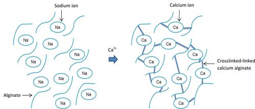 Figure 6 Formation of calcium alginate.
