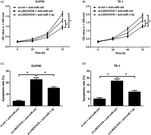 Figure 4. Effects of LINC01518 silencing or combined with miR-1-3p downregulation on cell proliferation and apoptosis in ESCC cells. (A and B) Ec9706 and TE-1 cells were cotransfected with si-LINC01518 or si-ctrl and anti-miR-1-3p or anti-miR-ctrl for 0, 24, 48, and 72 h, followed by the assessment of cell proliferation by CCK-8 assay. (C and D) Ec9706 and TE-1 cells were cotransfected with si-LINC01518 or si-ctrl and anti-miR-1-3p or anti-miR-ctrl for 48 h, followed by the assessment of apoptosis by flow cytometry analysis. *p < .05.