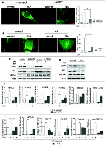 Figure 4. For figure legend, see page 634.Figure 4 (See previous page). Foxo1/FOXO1 knockdown or inhibition impairs HDACIs-induced autophagy. (A) Effect of Foxo1 knockdown on autophagy caused by TSA. MEFs with stable expression of GFP-LC3 were transiently transfected with the Foxo1-specific siRNA and then cells were subsequently treated with 1 μM TSA for 12 h. The cells were examined and representative cells were photographed using a confocal microscope (Scale bar: 10 μm). The number of GFP-LC3 puncta/cell was counted and presented (** P < 0.01). (B) MEFs with stable expression of GFP-LC3 were treated with 1 μM TSA in the presence or absence of FOXO1 inhibitor AS1842856 (100 nM) for 24 h. The cells were examined and representative cells were photographed using a confocal microscope (Scale bar: 10 μm). The number of GFP-LC3 puncta/cell was counted and presented (**P < 0.01). (C) HCT116 cells were transiently transfected with a nonspecific siRNA or the FOXO1-specific siRNA according to the manufacturer's protocol. HCT116 cells were subsequently treated with 0.5 μM TSA with or without BAF (15 nM) for 12 h. Cell lysates were lysed, collected, and immunoblotted for FOXO1, LC3, and SQSTM1 levels. (D) HCT116 cells were treated with 0.25 μM TSA in the presence or absence of FOXO1 inhibitor AS1842856 (100 nM) for 24 h. Protein from HCT116 cell lysates was then immunoblotted with FOXO1, LC3, and SQSTM1 antibodies. (E) and (F) Similarly as described earlier in (C) and (D), total RNA was isolated from treated HCT116 cells. The mRNA levels of ATGs were also determined by real-time PCR, including ATG4B, ATG12, PIK3C3, BECN1, and MAP1LC3B. Fold change in mRNA levels was calculated by normalizing to GAPDH. Meanwhile, the mRNA level of FOXO1 was measured by real-time PCR.