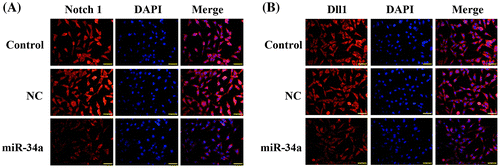 Fig. 5. Transfection with miR-34a mimics inhibited the expressions of Notch 1 and Dll1 as validated by immunofluorescent assay. (A) Representative images of immunofluorescent staining of Notch 1 in CD133 + U251 cells transfected with miR-34a mimics or NC oligos. (B) Representative images of immunofluorescent staining of Dll1 in different groups. Scale bar, 50 μm.