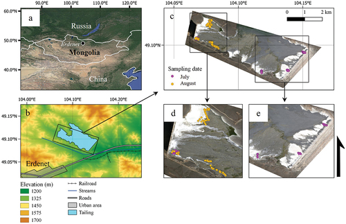 Figure 2. The study area and the sampling locations. (a) A map of Mongolia and the location of Erdenet. (b) The tailing area on a digital elevation model (Farr et al., Citation2007). (c) Worldview-3 RGB image as a base-map of the tailing acquired on 11.06.2019, including the sampling locations. (d) Sampling locations in the north-west side. (e) Sampling locations in the south-east side.