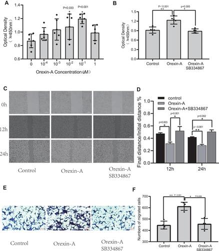 Figure 1 Orexin-A enhanced the ability of proliferation and migration of NE-4C in vitro. (A) Effects of Orexin-A at Different Concentrations on Proliferation of Neural Stem Cells (F=3.889, P=0.008). (B) The effect of SB334867 on the proliferation of neural stem cells (F=17.942, P<0.001). (C and D) Cell scratch test (12h: F=19.907, P=0.002; 24h: F=95.64, P<0.001). (E and F) Cell migration experiment (F=21.678, P<0.001). Figure legend indicates the p-value for ANOVA, and the p-value for post-hoc test is noted on the graph. The value were presented as the mean±SDM of three or more independent experiments. *p < 0.05 and **p < 0.001 means the difference is statistically significant.