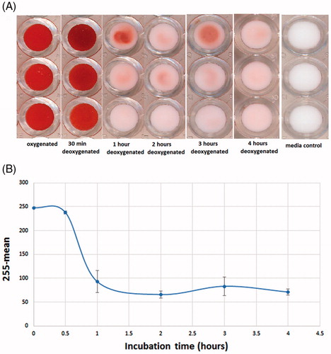 Figure 3. Scanned image of the bottom of a 96-well plate obtained after Hb S RBC were incubated for different amounts of time with sodium metabisulfite (2%) (A). Variation in the rate of differentiation of sickled RBC as a function of incubation time, evaluated as mean values subtracted from 255 (B).