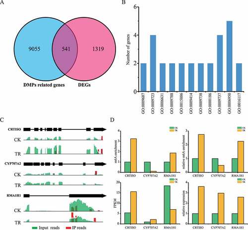 Figure 4. Analysis of DMP-related gene and DEGs between sea buckthorn leaf under CK (control) and TR (drought) treatment. DEGs: differentially expression genes, DMP: differentially m6A methylation peaks. (a) Venn map of DMP related gene and DEGs. (b) Gene ontology enrichment terms of the DEGs with DMPs. (c) Examples of DEGs with DMPs at stop codon. (d) Expression level of DEGs with DMPs at stop codon