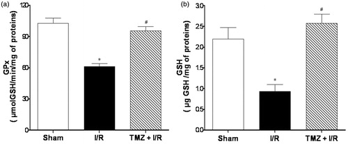 Figure 2. Assessment of glutathione peroxidase (GPx) (a) activity and glutathione level (GSH) in tissue kidneys (b). Results are expressed as mean ± SEM for six independent experiments. Note: *p < 0.05 versus Sham group. #p < 0.05 versus I/R group.