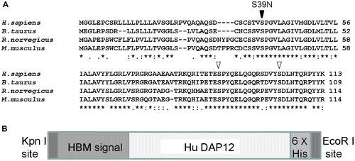 Fig. 1. DAP12 Protein Orthologs and Design of Recombinant BmNPV DAP12 Proteins. (A) Multiple DAP12 amino acid sequence alignment by CLUSTALW, DAP12 protein from H. sapiens (O43914), M. musculus (O54885), R. norvegicus (Q6X9T7), and B. taurus (B2BBK0). The site of the S39N Nasu-Hakola disease mutation is indicated by a black arrowhead, and S89 and S103 are indicated by white arrowheads. (B) Schematic diagram of the recombinant BmNPV DAP12 protein. Each of the sequences encoding the recombinant DAP12 proteins contains a 3′ Kpn I site following the sequences encoding the HBM signal sequence, the site where signalase-mediated cleavage occurs in the melittin peptide. The 5′ end of the sequence encodes a 6 × His tag and contains an EcoR I site. The oligonucleotides employed in this study were designed on the human DAP12 nucleotide sequence (NCBI reference sequence accession No. NM_003332).