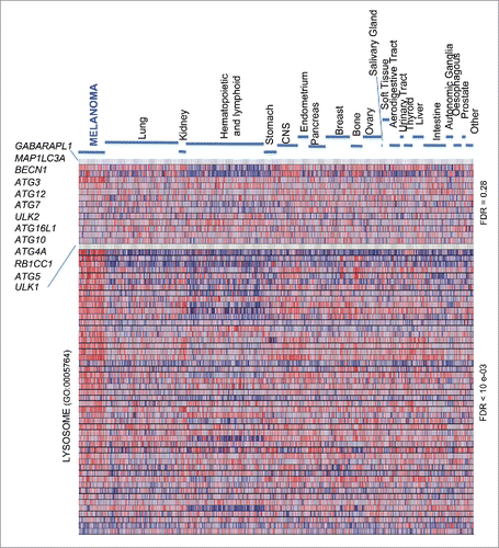 Figure 1. Heterogeneous expression of core autophagy genes in melanoma and a broad spectrum of cancer types. GSEA heat map showing a differential enrichment of the indicated autophagy genes across the Cancer Cell Line Encyclopedia (CCLE), which encompasses a total of 917 cell lines of indicated tumor types. The Lysosome Gene Ontology gene set (GO:0005764), a melanoma-enriched feature, is included to visualize the distinct regulation of lysosomal-associated degradative processes. FDR values for the autophagy vs the lysosome GO set are indicated on the right.