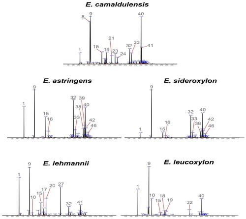 Figure 1. Typical GC-MS chromatograms of the leaf essential oil of Eucalyptus spp.